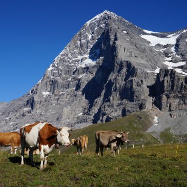 Hüttenwanderung Schweiz – Wanderwochenende im Berner Oberland mit Kind