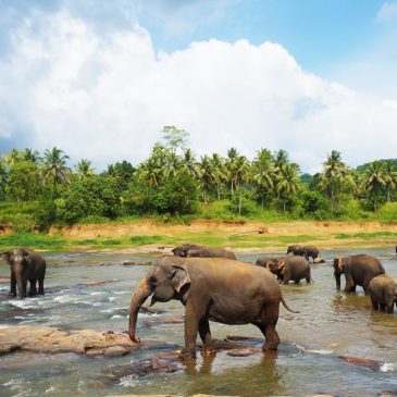 7 Gründe, warum du Sri Lanka lieben wirst