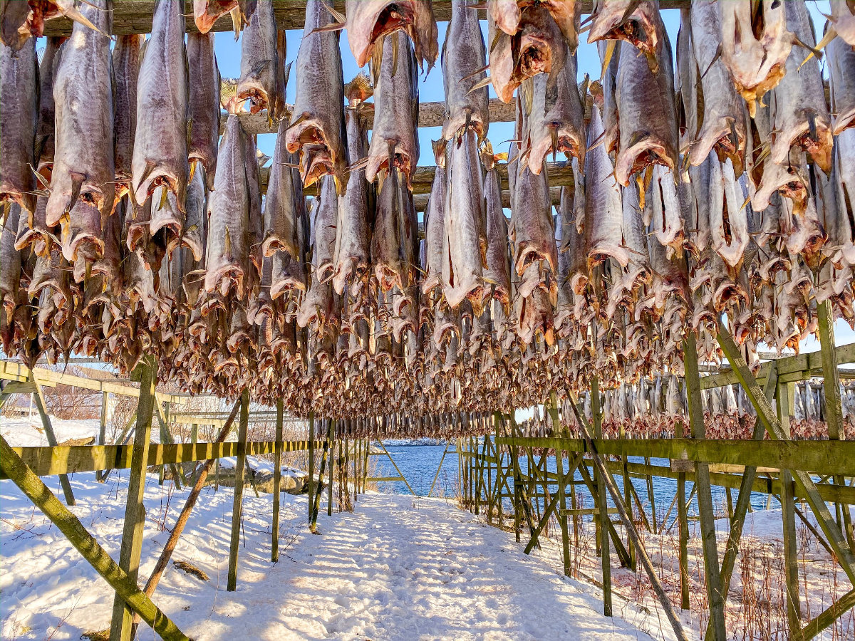 Trockener Fisch in Henningsvaer auf den Lofoten