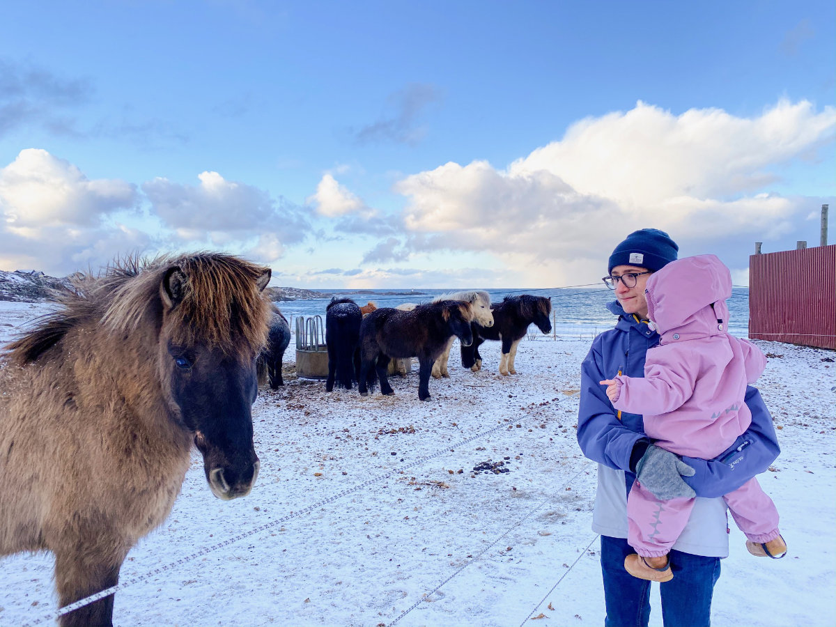 Islandpferde in Hov auf den Lofoten in Norwegen
